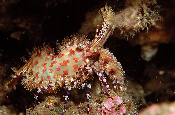 Marmorgarnele