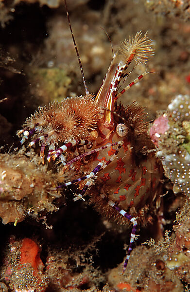 Marmorgarnele