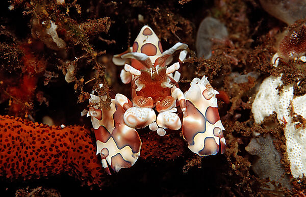Harlekingarnele frisst Seestern