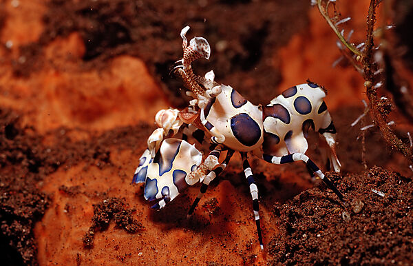 Harlekingarnele