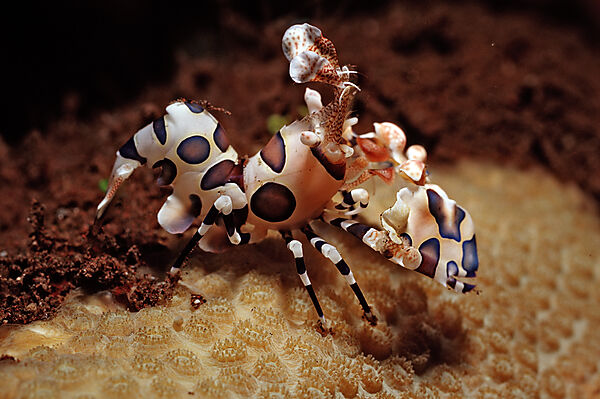 Harlekingarnele