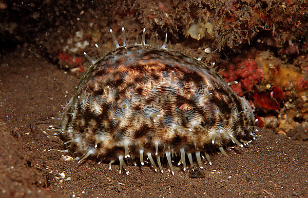 Leopard-Kaurischnecke