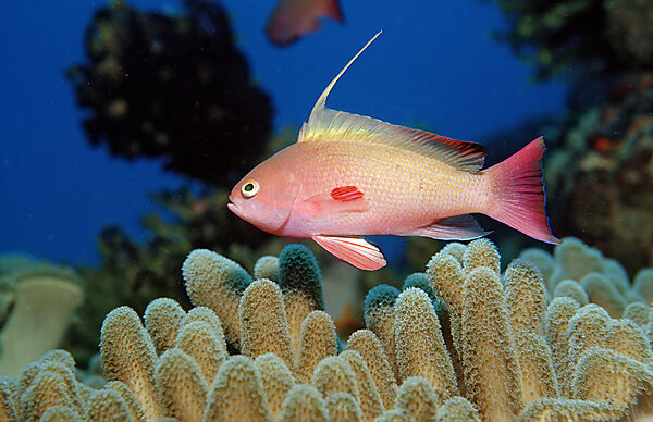 Lyretail anthias