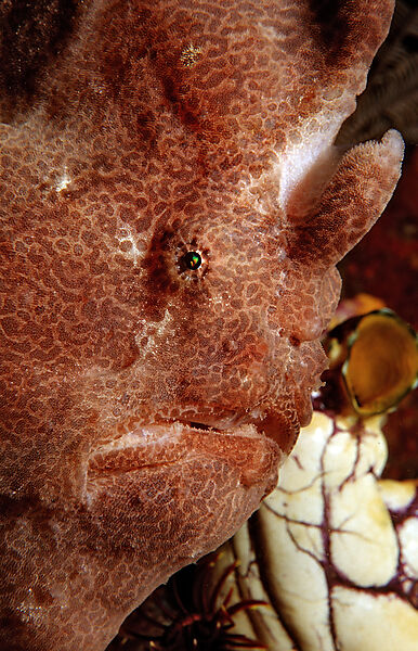 Giant frogfish
