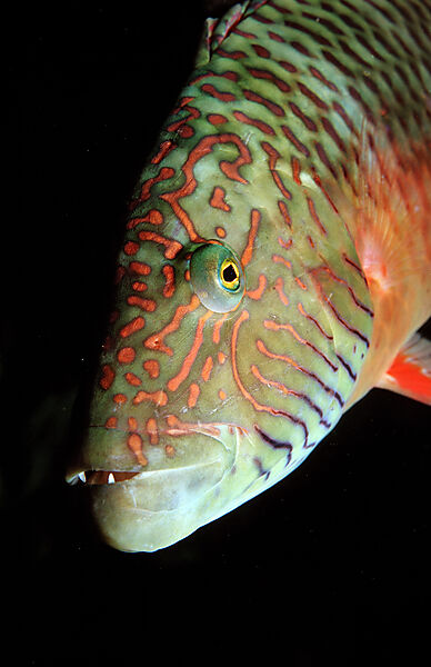 Bandcheek wrasse