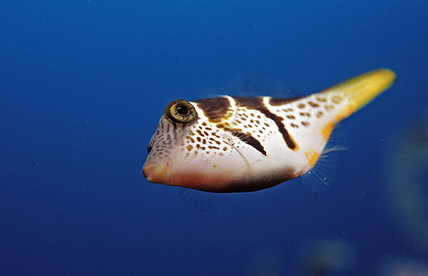 Black-saddled puffer