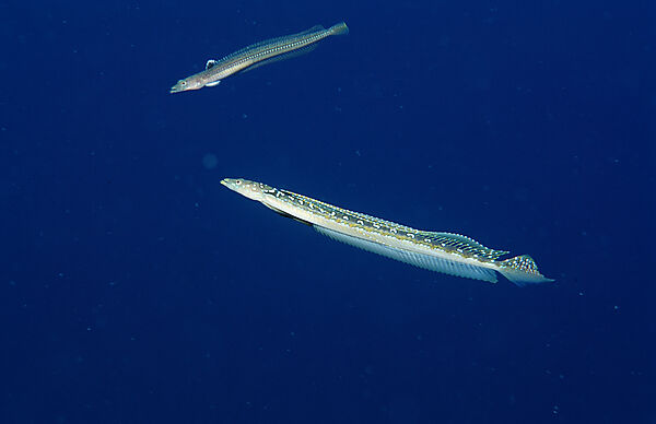 Long-rayed sand-diver