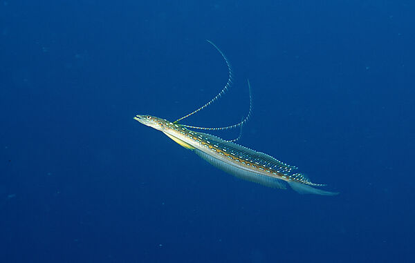 Long-rayed sand-diver