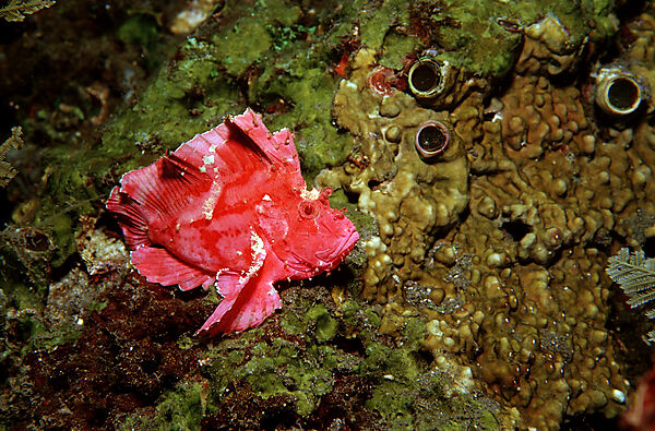 Leaf fish