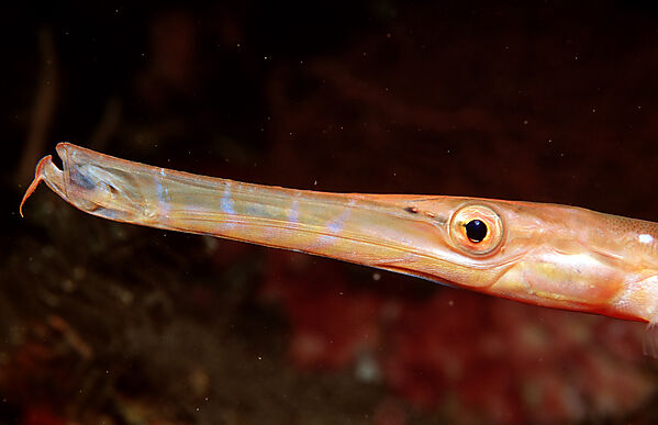 Trumpetfish