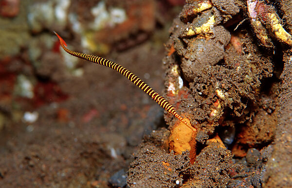 Banded pipefish