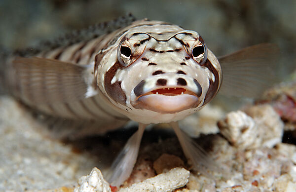Blackbarred sandperch