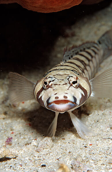 Blackbarred sandperch