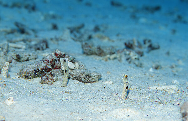 Spotted garden eel