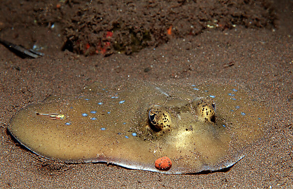 Blue-spotted stingray