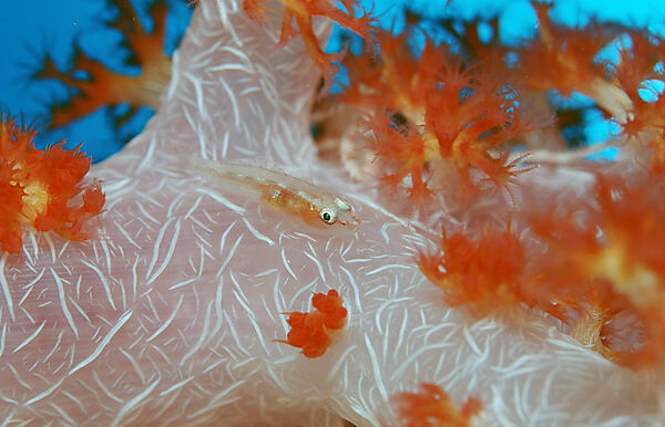Common ghost goby on soft coral
