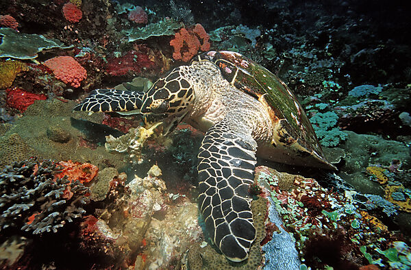 Hawksbill turtle eating sponge