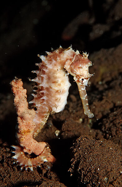 Thorny seahorse