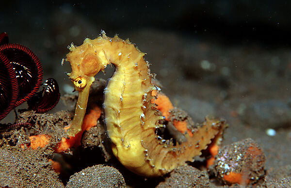 Thorny seahorse