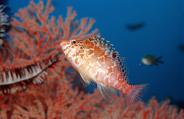 Dwarf hawkfish