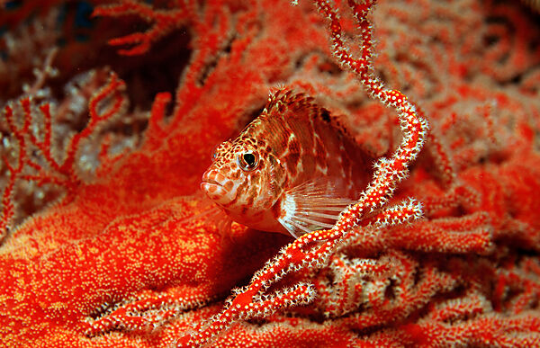 Dwarf hawkfish