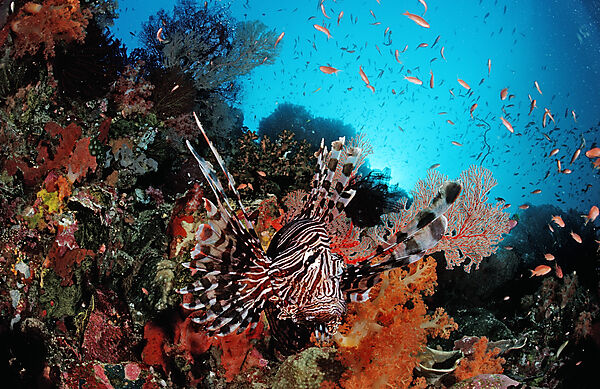 Lionfish, Turkeyfish