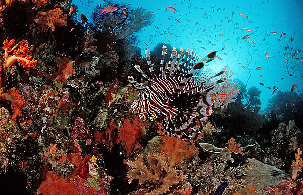 Lionfish, Turkeyfish