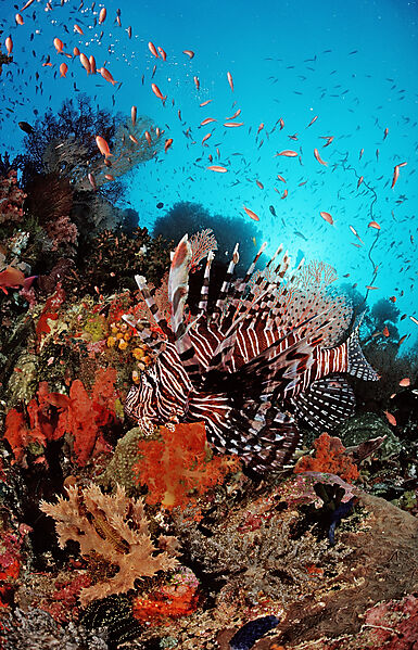 Lionfish, Turkeyfish
