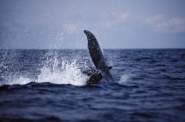 Humpback whale tail fin