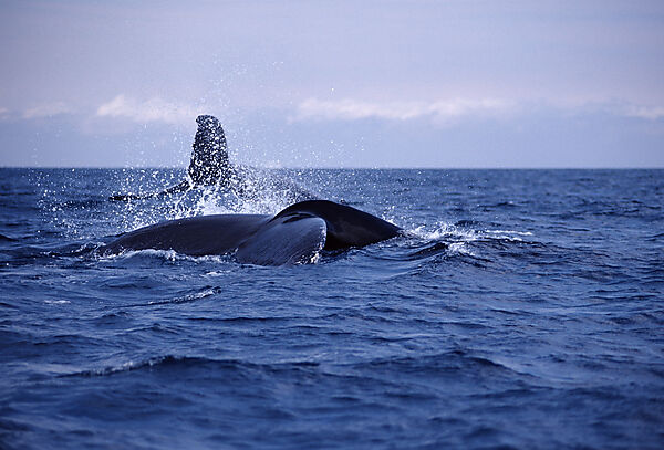 Humpback whale tail fin