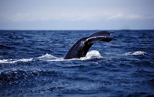 Humpback whale tail fin