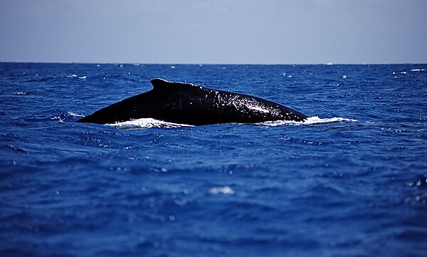 Humpback whale