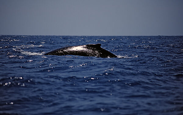 Humpback whale