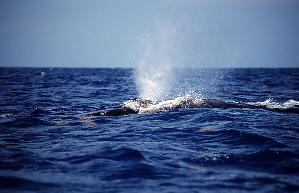 Humpback whale breathing at surface