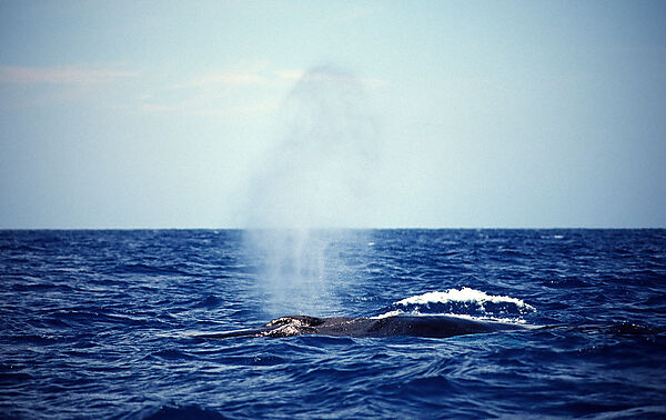 Humpback whale breathing at surface