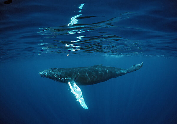 Humpback whale, Calf