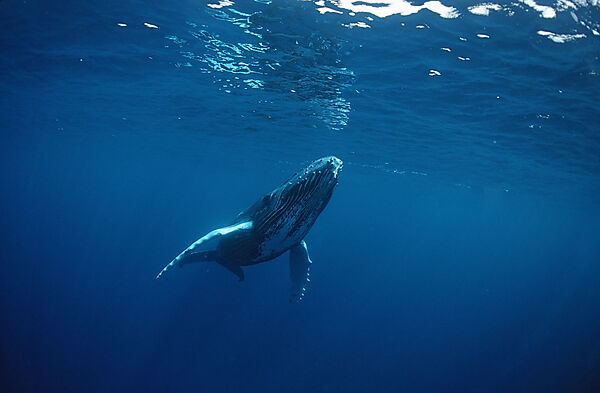 Humpback whale, Calf