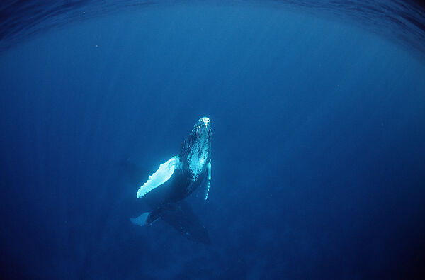 Humpback whale, Calf
