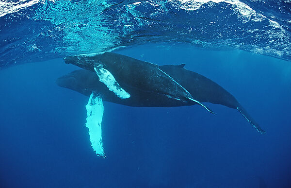 Humpback whale, mother and Calf