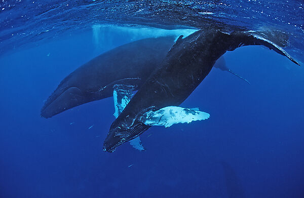 Humpback whale, mother and Calf