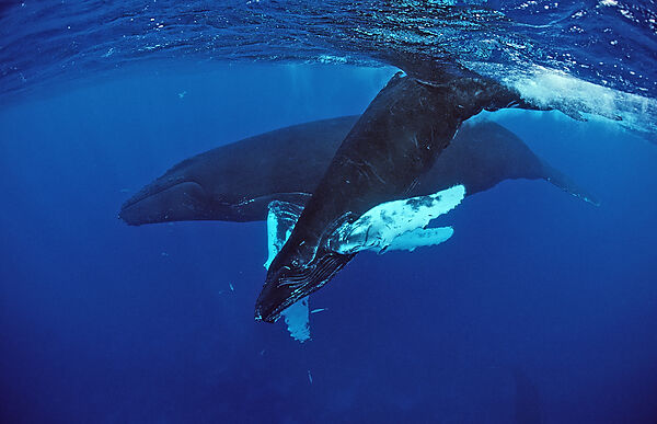 Humpback whale, mother and Calf