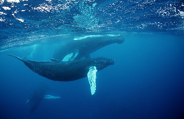 Humpback whale, mother and Calf