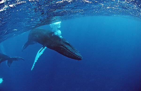 Humpback whale, Calf
