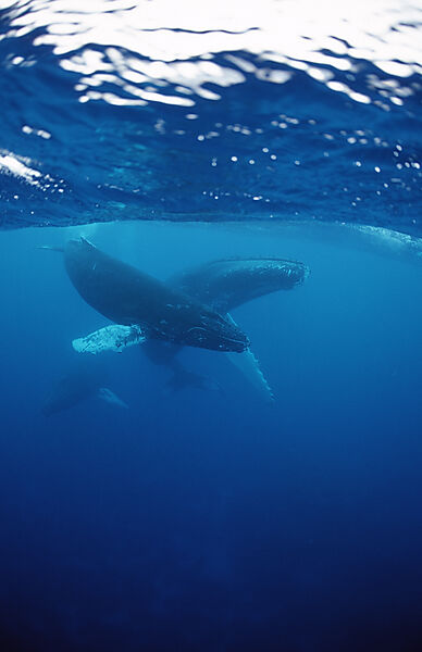 Humpback whale, mother and Calf