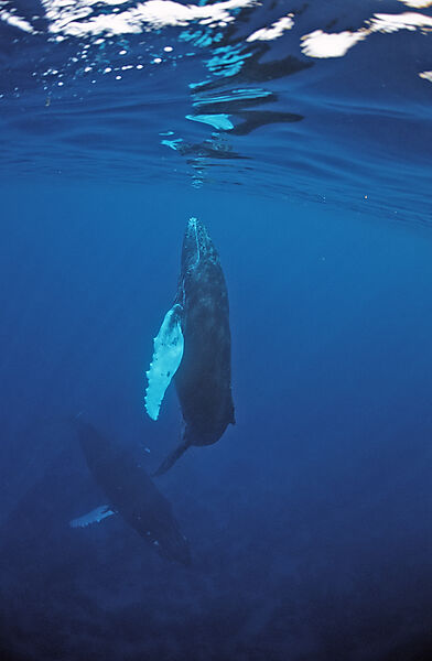 Humpback whale, mother and Calf