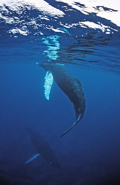 Humpback whale, mother and Calf