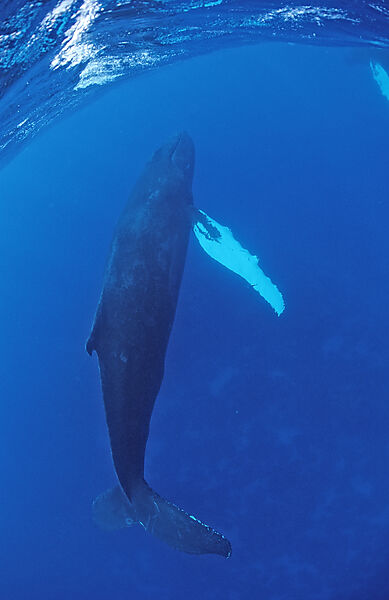 Humpback whale, Female