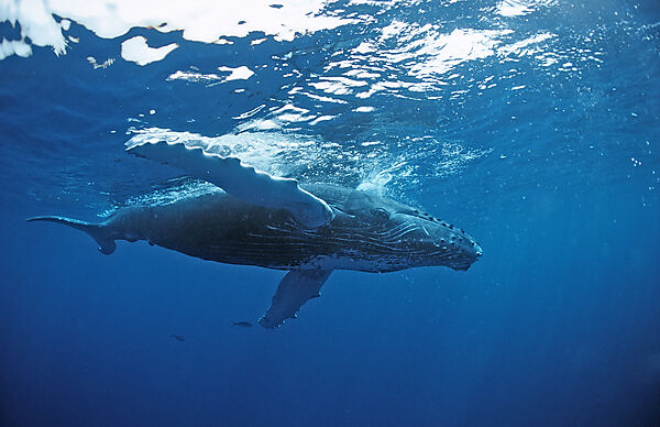 Humpback whale, Calf
