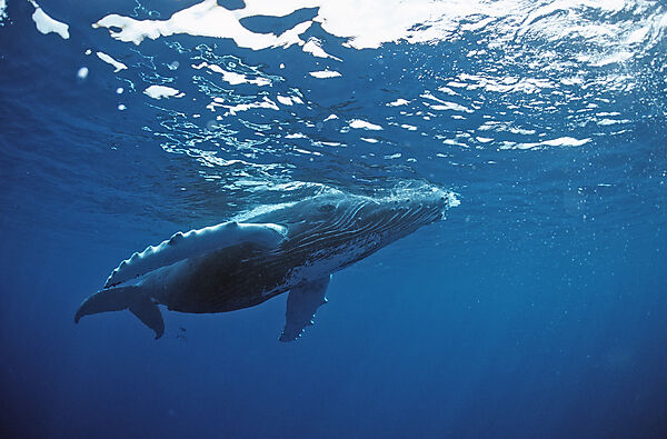 Humpback whale, Calf