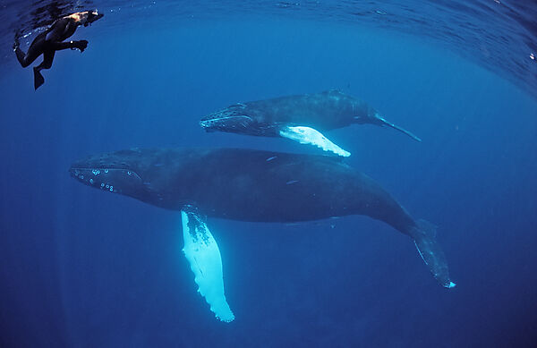 Humpback whale, mother, calf and snorkeler
